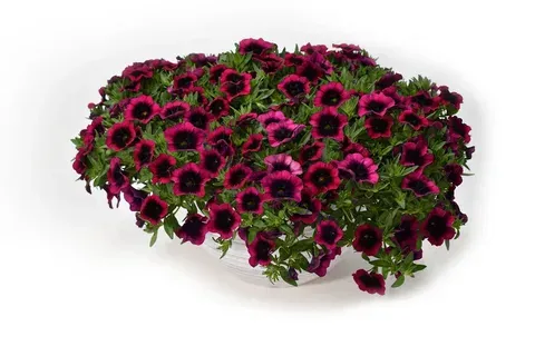 Калибрахоа CALILOCO DRACULA