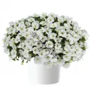 Калибрахоа Колибри пуре Вайт