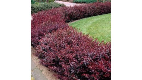 Барбарис Ред Чиф