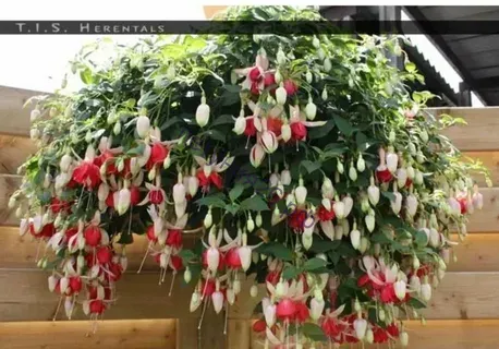 Фуксия T.I.S. Herentals