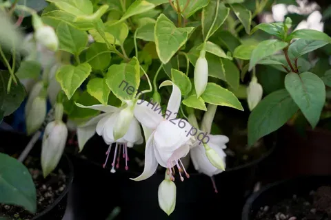 фуксия wessex belle