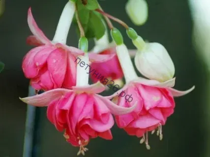 фуксия ywan van cortenbach