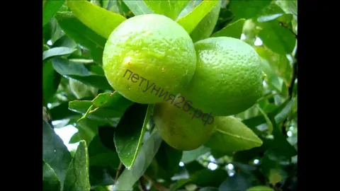 лайм тайский