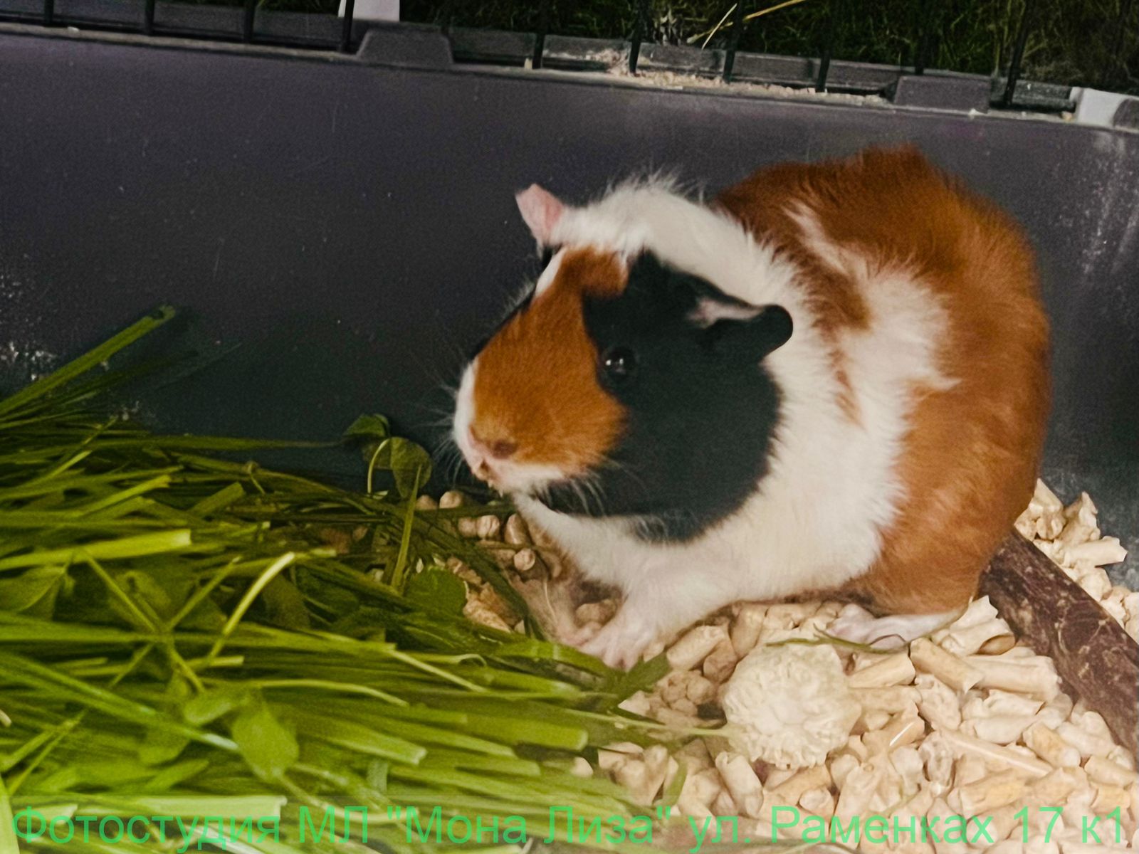 Кексик Морская свинка