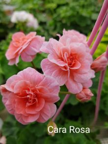 Пеларгония межвидовая Cara Rosa