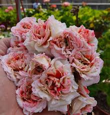 Пеларгония межвидовая ZA Rushmoor Avon