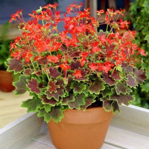 Пеларгония зональная Toscana Specials Vancouver Ctntennial