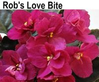 Rob's Love Bite ( R.Robinson)  НОВИНКА КАТАЛОГА