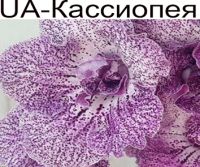 UA-Кассиопея