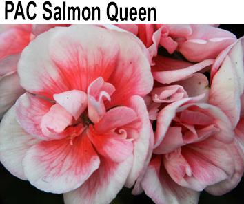 Пеларгония зональная PAC-Salmon Queen