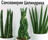 Сансевьерия Цилиндрика