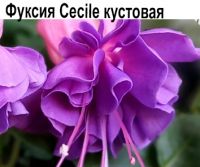 Фуксия Cecile