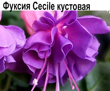 Фуксия Cecile кустовая