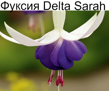 Фуксия Delta Sarah