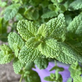 Мята яблочная Pomo Petite