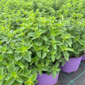 Душица Margeritha