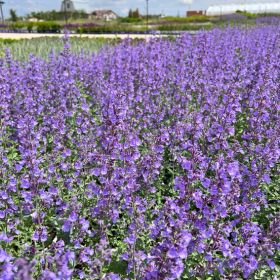 Котовник Фассена "Kit Cat"