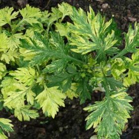 Полынь Жанлим