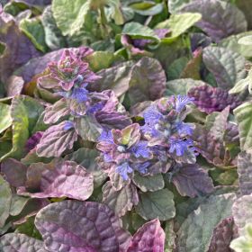 Живучка ползучая Burgundy Glow