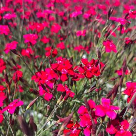 Гвоздика травянка Brilliant Red