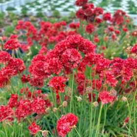 Армерия Ballerina Red