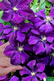 Клематис Polish Spirit Полиш Спирит (в Р9)