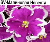 SV-Малиновая Невеста