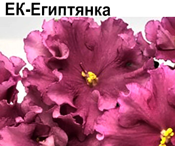 ЕК-Египтянка (Коршунова)