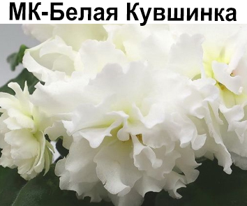 МК-Белая Кувшинка (Карпова)  НОВИНКА