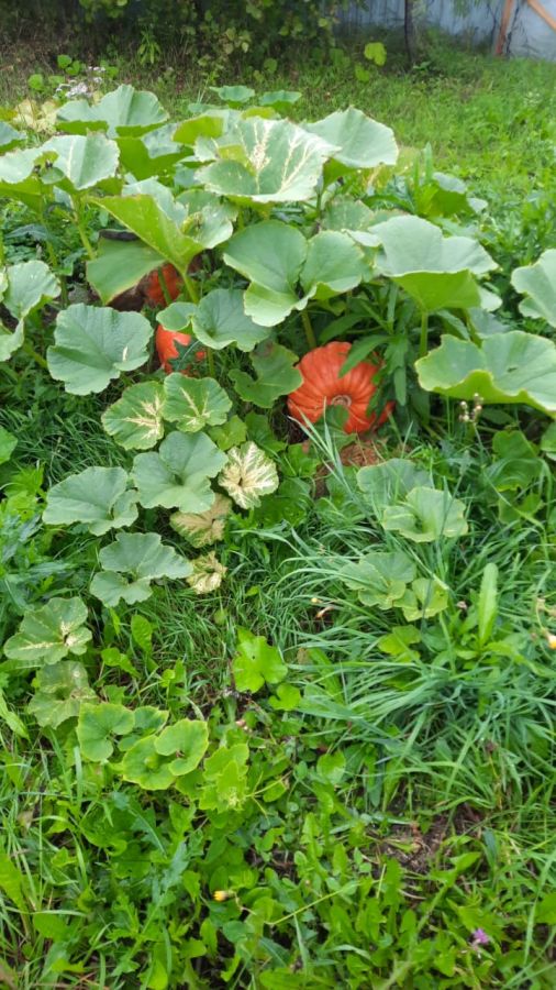 Тыква Медовый Десерт