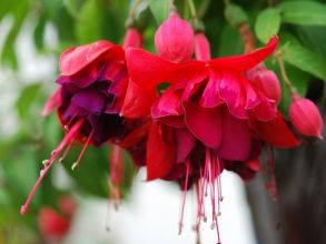 Фуксия Ампельная Simmone Bosmans