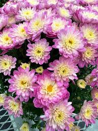 Хризантема мультифлора Shore Appleblossom