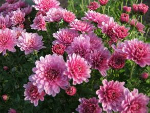 Хризантема мультифлора Bransound pink