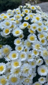 Хризантема мультифлора Branbeach Waite