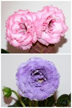 ЕН-Розовый Попугай/ЕН-Лавандовый Мартини