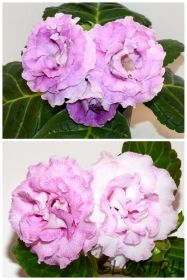 ЕН-Сиреневый Дым/ЕН-Красотка в Розовом