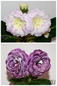 ЕН-Радужный Жемчуг/ЕН-Падали Звезды