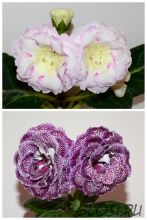 ЕН-Радужный Жемчуг/ЕН-Падали Звезды