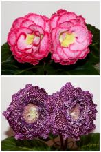 ЕН-Танец при Свечах/ЕН-Тигровая Акула