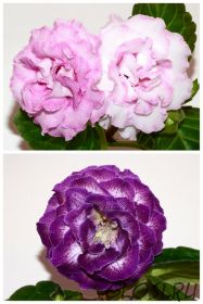 ЕН-Красотка в Розовом/ЕН-Колыбельная Океана