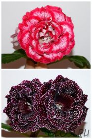 ЕН-Аннушка/ЕН-Черри Берри