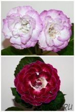 ЕН-Иней на Ресницах/ЕН-Вино и Розы