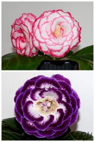 ЕН-Молодильные Яблочки/ЕН-Северная Жемчужина