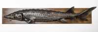 Стерлядь настенная