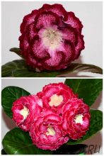 ЕН-Барыня-Боярыня/ЕН-Краш