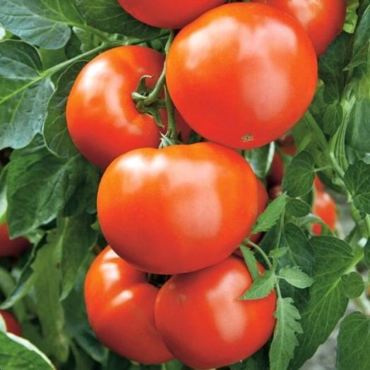 Томат детерминантный Алпатьева 905 А, 50шт семян