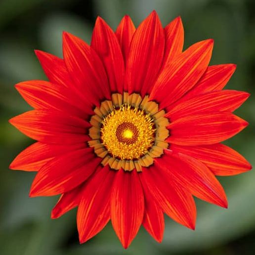 Гацания жестковатая (Gazania rigens) Kiss Red, 100 семян