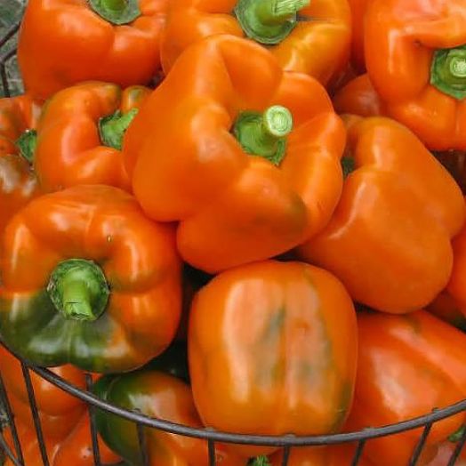 Перец сладкий Магно F1, 10шт семян