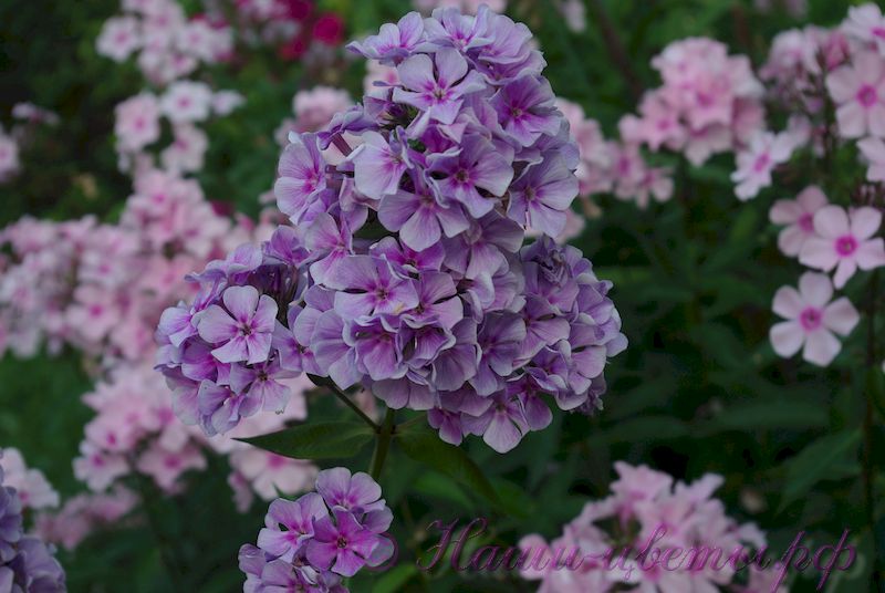 Флокс 'Флёр' / Phlox 'Flyor'