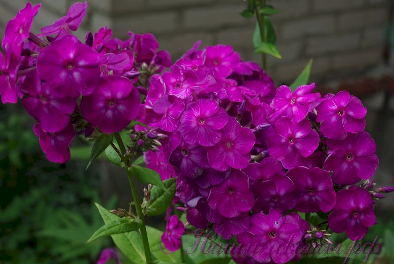 Флокс 'Виктор' / Phlox 'Viktor'